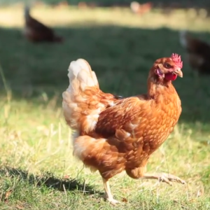 The Cage-Free Egg Trend