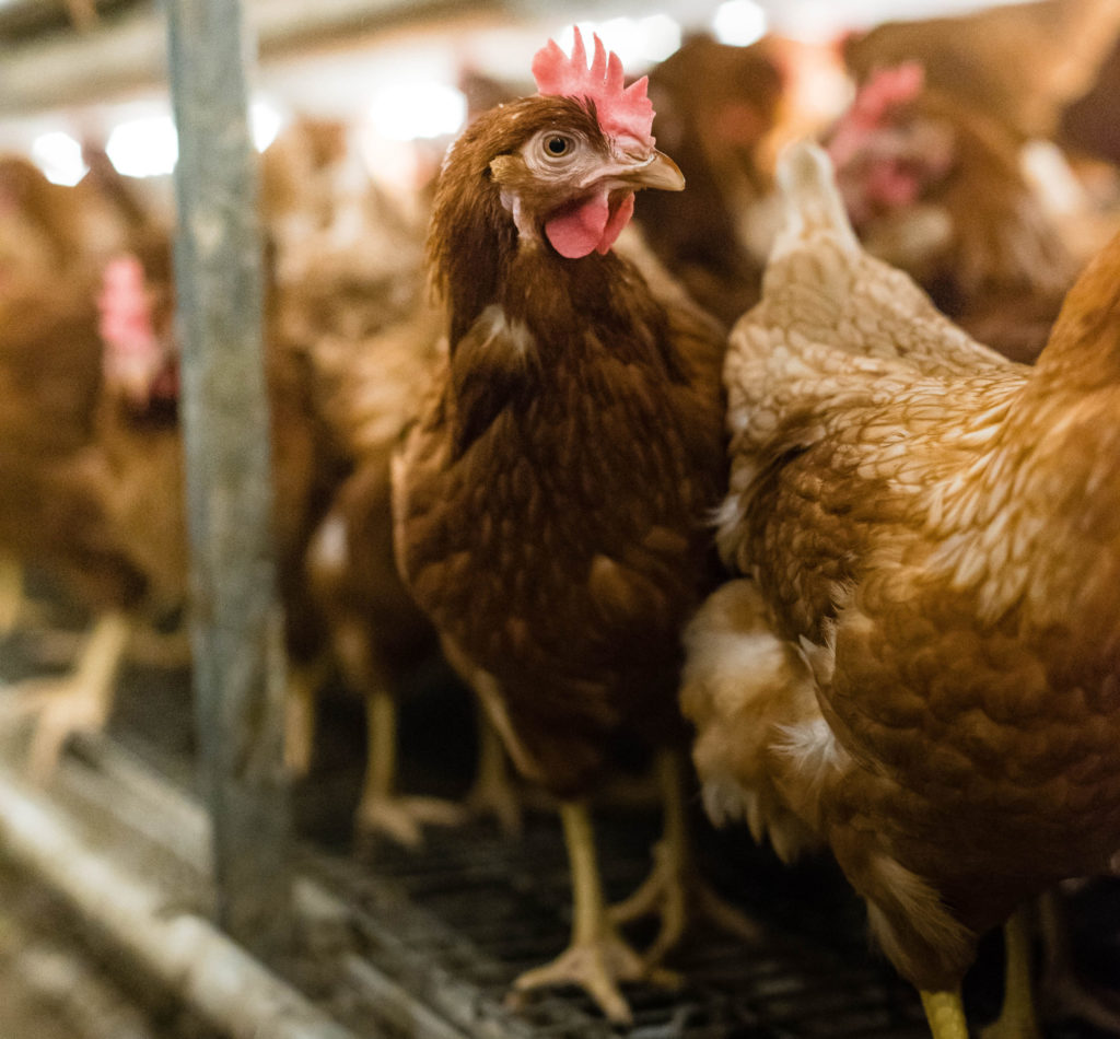Free-run brown hens in barn