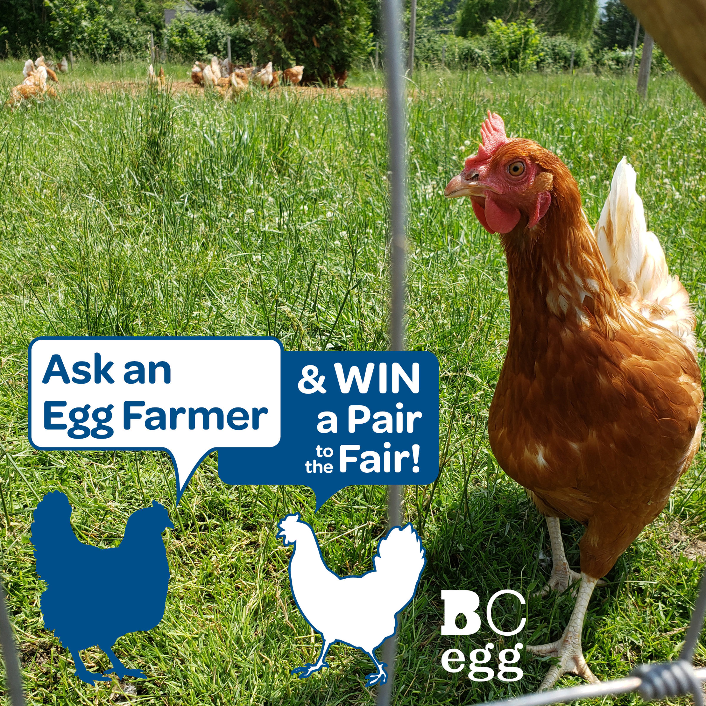 Ask and Egg Farmer organic brown hen outside in field