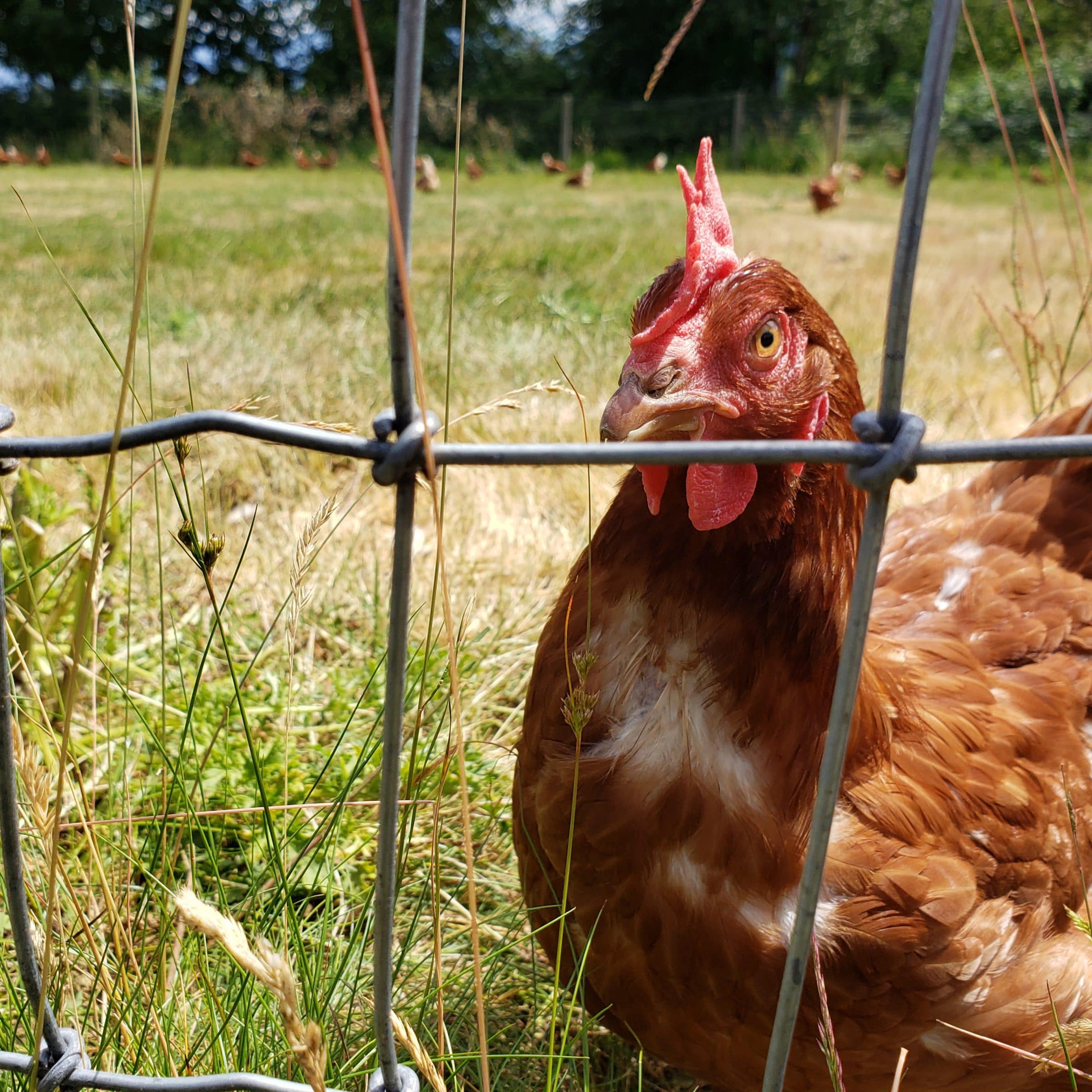 Small Lot Farms and Backyard Flocks - BC Egg